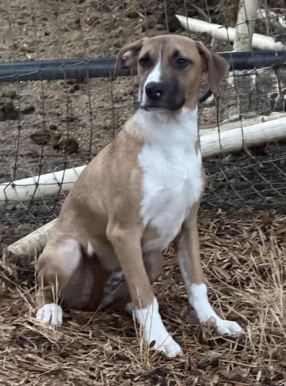 🐶 Playful Young Dogs Ready for Adoption in Culver City - NewsBreak