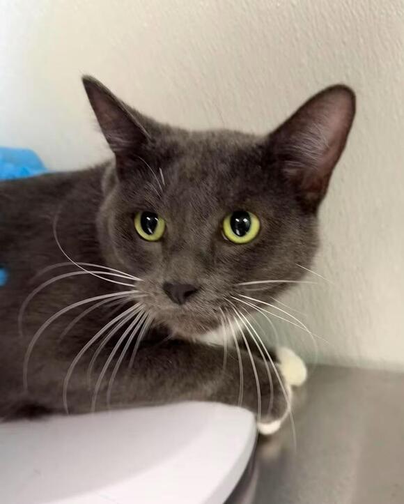 🐱 Friendly Bolivar Cats Ready for Adoption at Local Shelter - NewsBreak