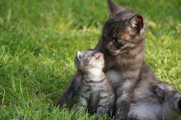 9-times-cats-chose-routine-over-toys-newsbreak