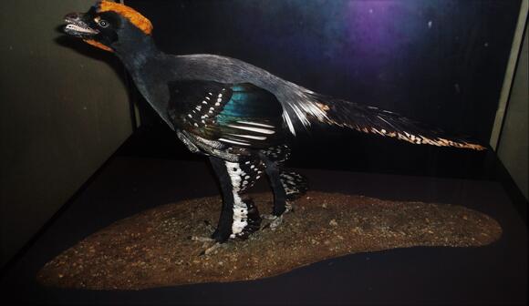 6 Dinosaurs That Could Glide or Fly - NewsBreak