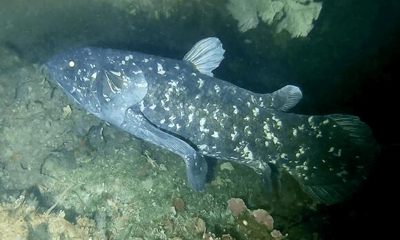 12 Creatures That Look Prehistoric — and Still Walk the Earth - NewsBreak