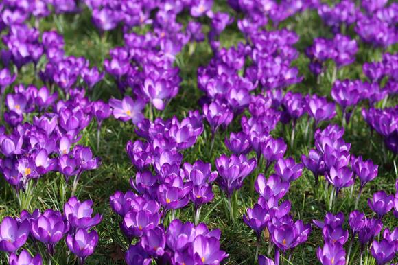 spring-bulbs-should-you-leave-planting-until-later-newsbreak