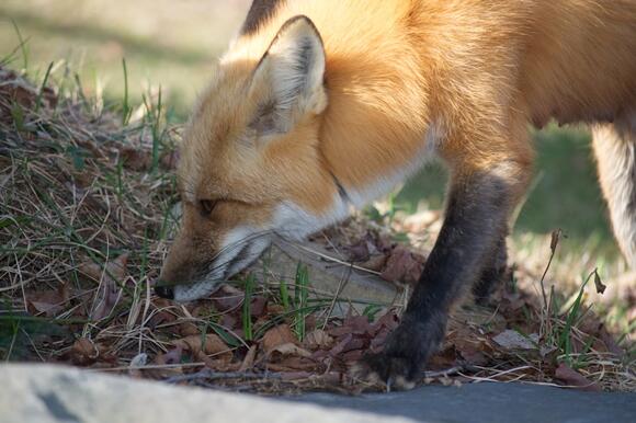 11 Surprising Sounds Foxes Make and What They Mean - NewsBreak