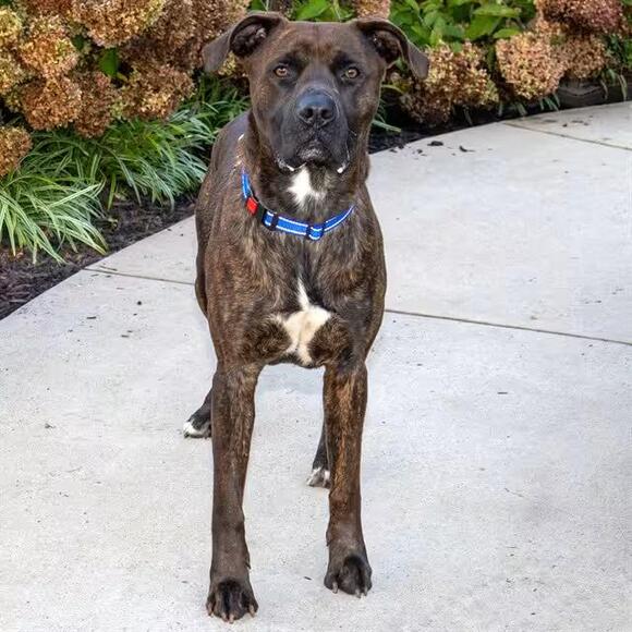 🐶 Friendly Missouri Dogs Ready for Adoption in Maryland Heights - NewsBreak
