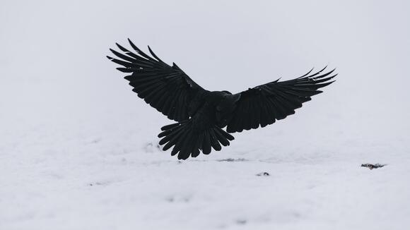 Could Raptors Fly? Some Scientists Think So - NewsBreak