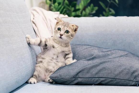 larry-the-cat-remains-downing-street-s-only-permanent-resident-newsbreak