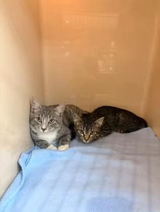 🐱 Hamilton MT Adoptable Kittens Looking for Loving Homes - NewsBreak