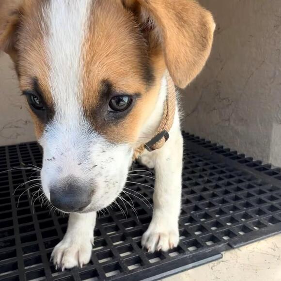 🐶 Sweet Pomona Pups at Inland Valley Humane Society Need Homes - NewsBreak