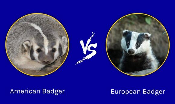 American Badger vs European Badger: 5 Differences - NewsBreak