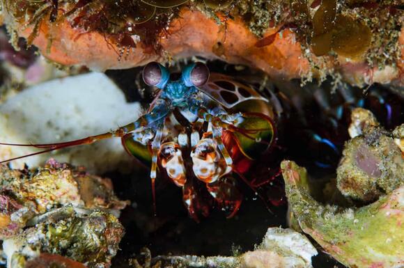20 Animals That Live Under Rocks - NewsBreak