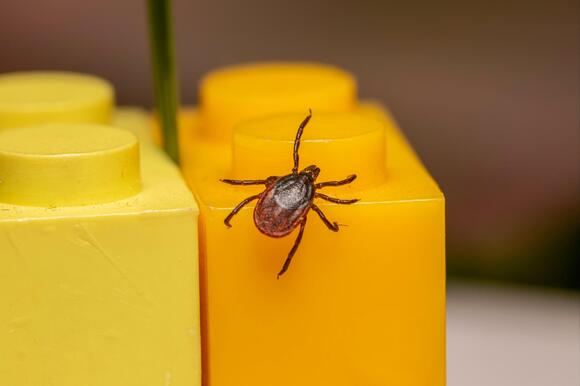 Lyme Disease Cases Reported In Every Illinois County, Tick Season ...