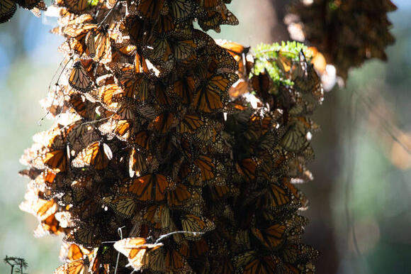 Conservationists rush to save monarch butterfly after Trump delays protections