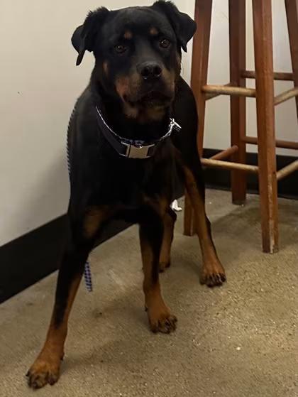 🐶 Playful, Gentle & Loyal Dogs Ready for Adoption in Cleveland - NewsBreak