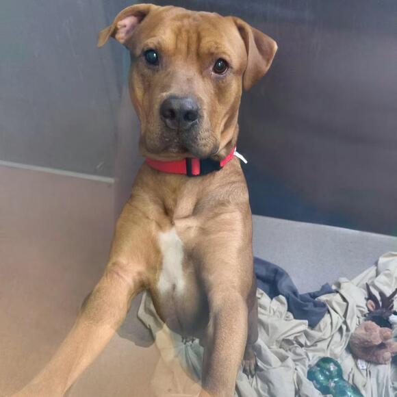 🐶 Gentle, Playful Dogs Ready for Adoption in Palm Springs - NewsBreak