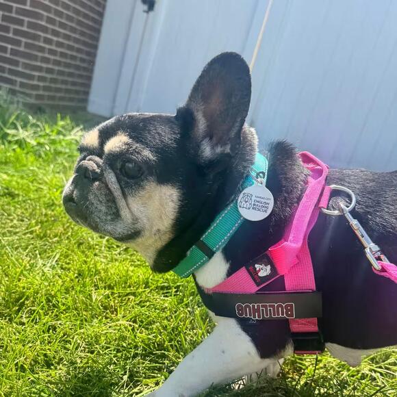 🐶 Playful Frenchies & a Gentle Pittie Mix Waiting in Lenexa - NewsBreak