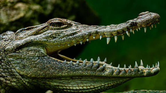 Evolution Says Crocodilian Ancestors Were Once Far More Diverse Than ...
