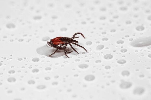 11 Effective Natural Tick Remedies You Need to Try - NewsBreak
