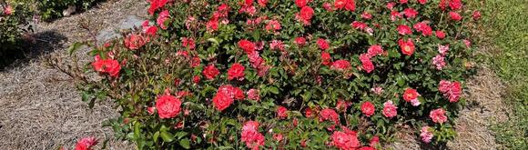 🌸 Drift Roses: Easy, Colorful Landscaping for Florida Yards - NewsBreak
