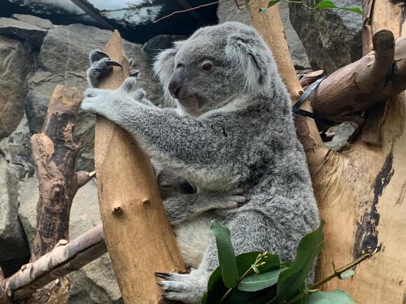 Koala Killed in Brutal Dragging Attack as Suspect Identified - NewsBreak
