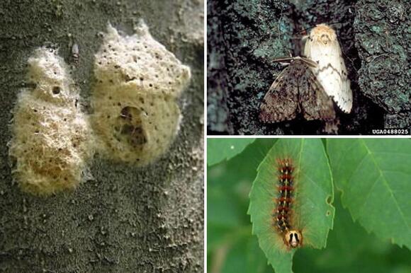 Michigan Officials Warn of Creepy Pests in Christmas Trees - NewsBreak