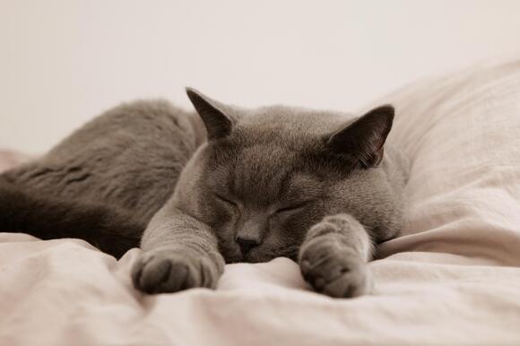 7-unusual-cat-sleeping-positions-and-what-they-mean-newsbreak