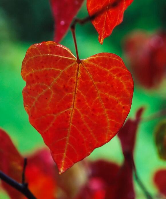 Trees with red leaves – 9 varieties for stunning color, even in winter