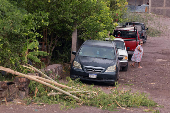 Hurricane Polo makes landfall in Baja California, toppling trees and ...