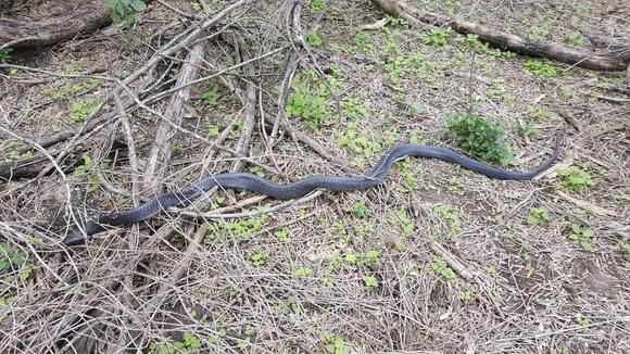 10 Black Snakes Found in Texas: Complete Identification Guide for Safe ...