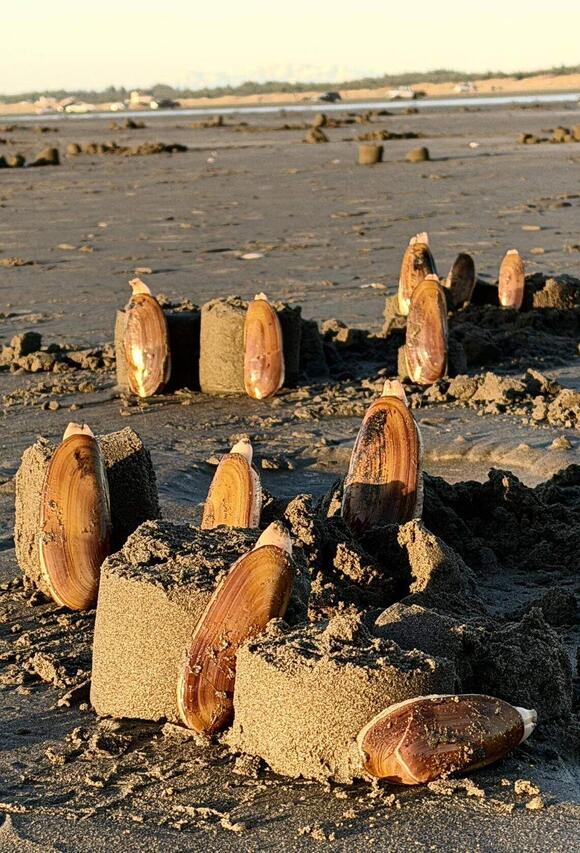 Fall razor clam season postponed for WA coastal beaches. Here's what we ...