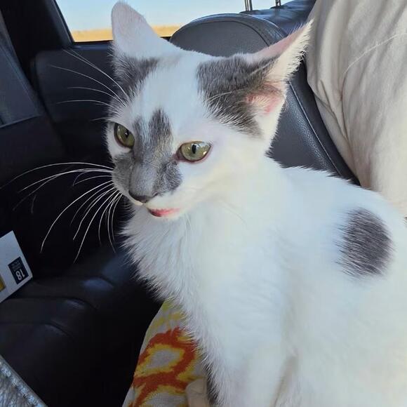 🐱 Playful Kittens Ready for Adoption in Mundelein, IL - NewsBreak