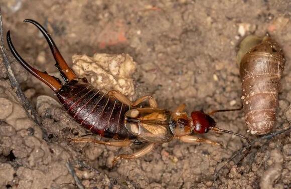 These Incredible Insects Play a Vital Role in Your Garden’s Health
