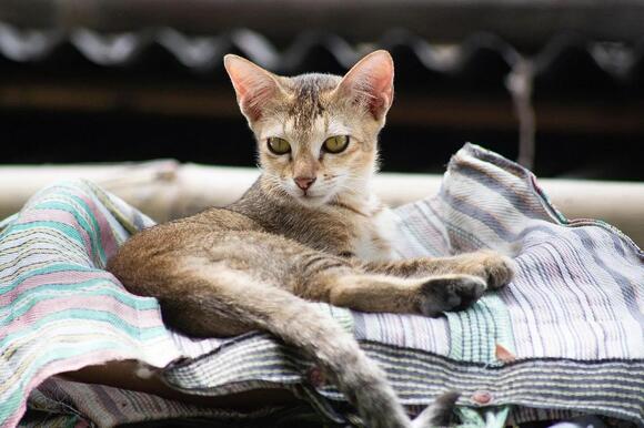 Rabies Vaccine Requirements for Cats in Washington State - NewsBreak