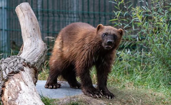 9 Things Wolverines Can Do in Deep Snow That Much Larger Predators ...