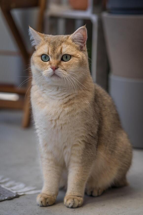 10 Cat Breeds That Thrive in Emotionally Predictable Homes - NewsBreak