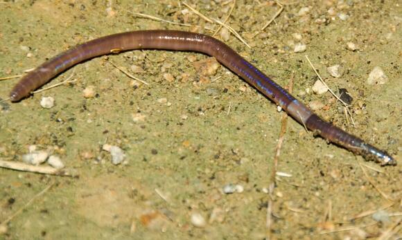 Jumping Worm vs. Earthworm: Four Key Differences - NewsBreak