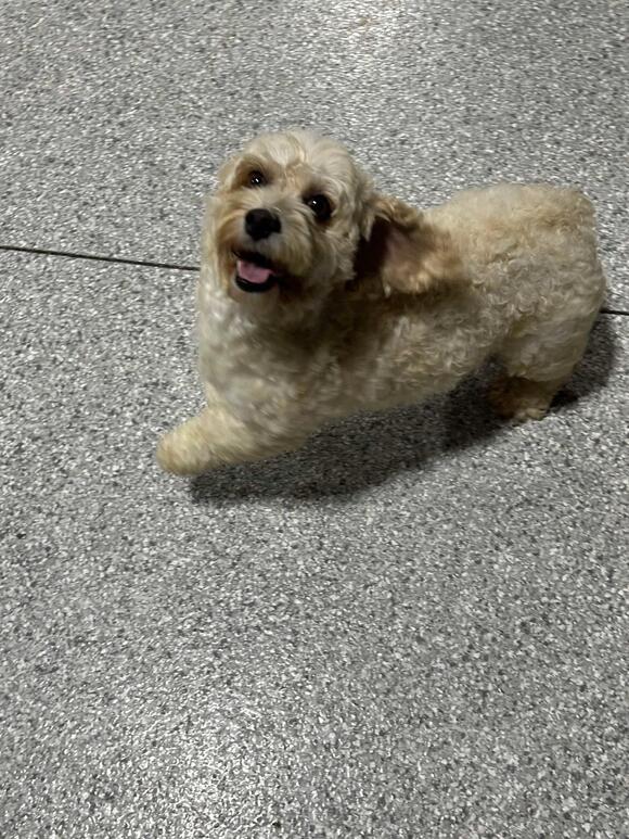 🐶 Playful Doodle & Poodle Mix Dogs Ready for Adoption in Antwerp ...