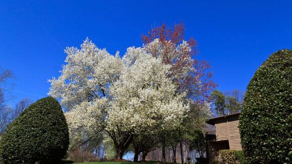6 Invasive Trees That Will Take Over the Yard If You Let Them - NewsBreak