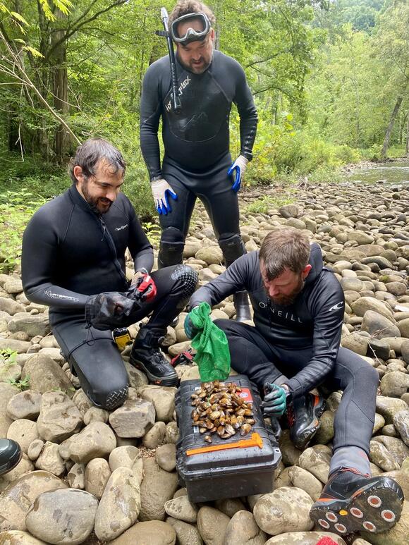Endangered mussel found in Upper Caney Fork River - NewsBreak