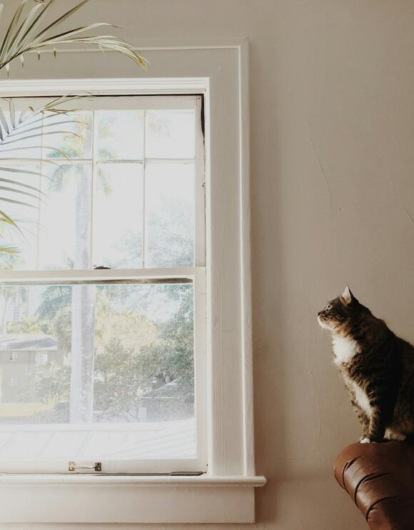 How To Be The One Constant A Cat Can Count On Newsbreak 