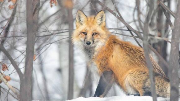 Why Foxes Are Considered Tricksters in Folklore - NewsBreak