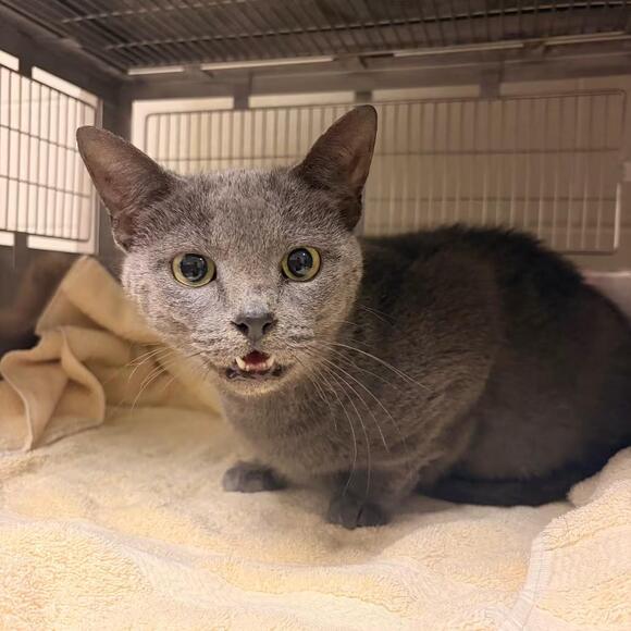 🐱 Playful, Gentle & Loving Cats Ready for Adoption in Bristol, IN ...