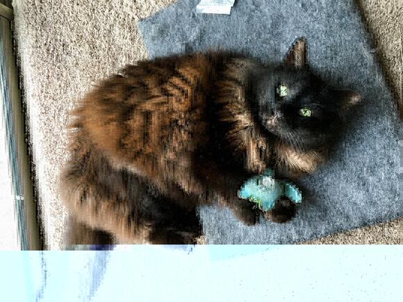 Signs Your Cat Wants Another Cat: Top Behavioral Clues Revealed