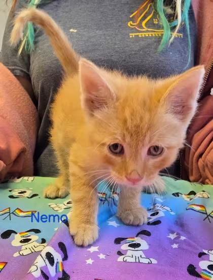 🐱 Sweet Burton Cats and Kittens Ready for Adoption Now - NewsBreak