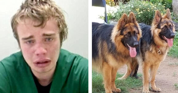 Burglar Sues Homeowner After Being Raped By German Shepherds While Stuck In  House's Pet Door - NewsBreak
