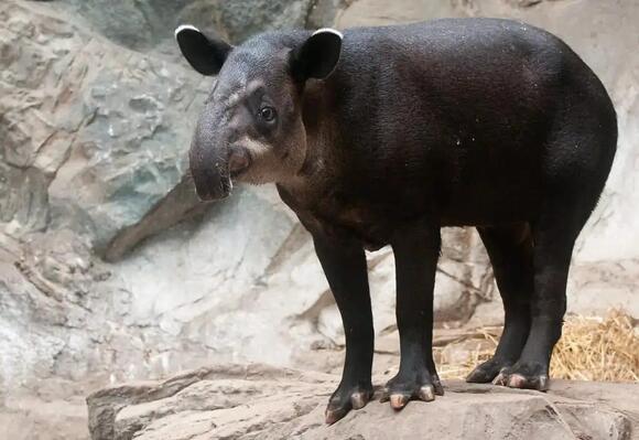 43 Animals With Hooves Found Across the World’s Wild Places - NewsBreak