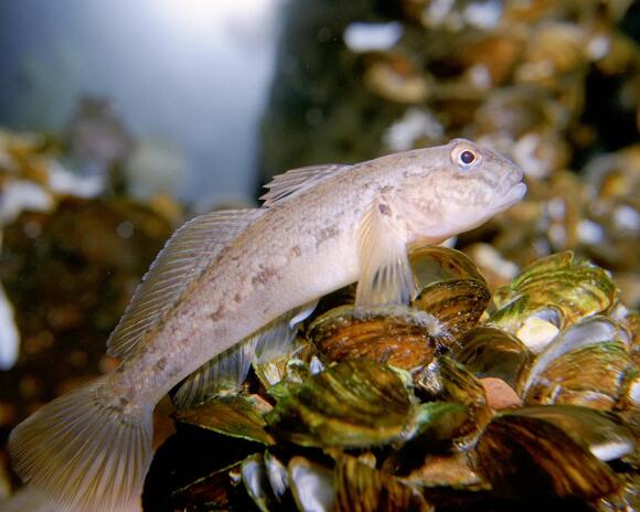 The Strange Fish Turning Up in Lakes Across the Midwest - NewsBreak