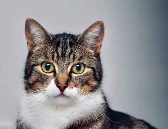 12-secrets-cats-keep-from-their-humans-newsbreak