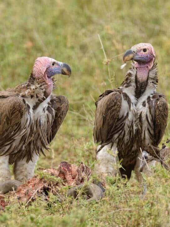 What Crows and Vultures Are Doing for Your Local Ecosystem - NewsBreak