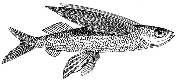 How Flying Fish Glide Over Ocean Waves - NewsBreak