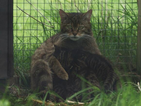 12-small-reassurances-that-make-a-huge-difference-to-cats-newsbreak